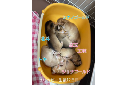 成約済の京都府のソマリ-25059の3枚目